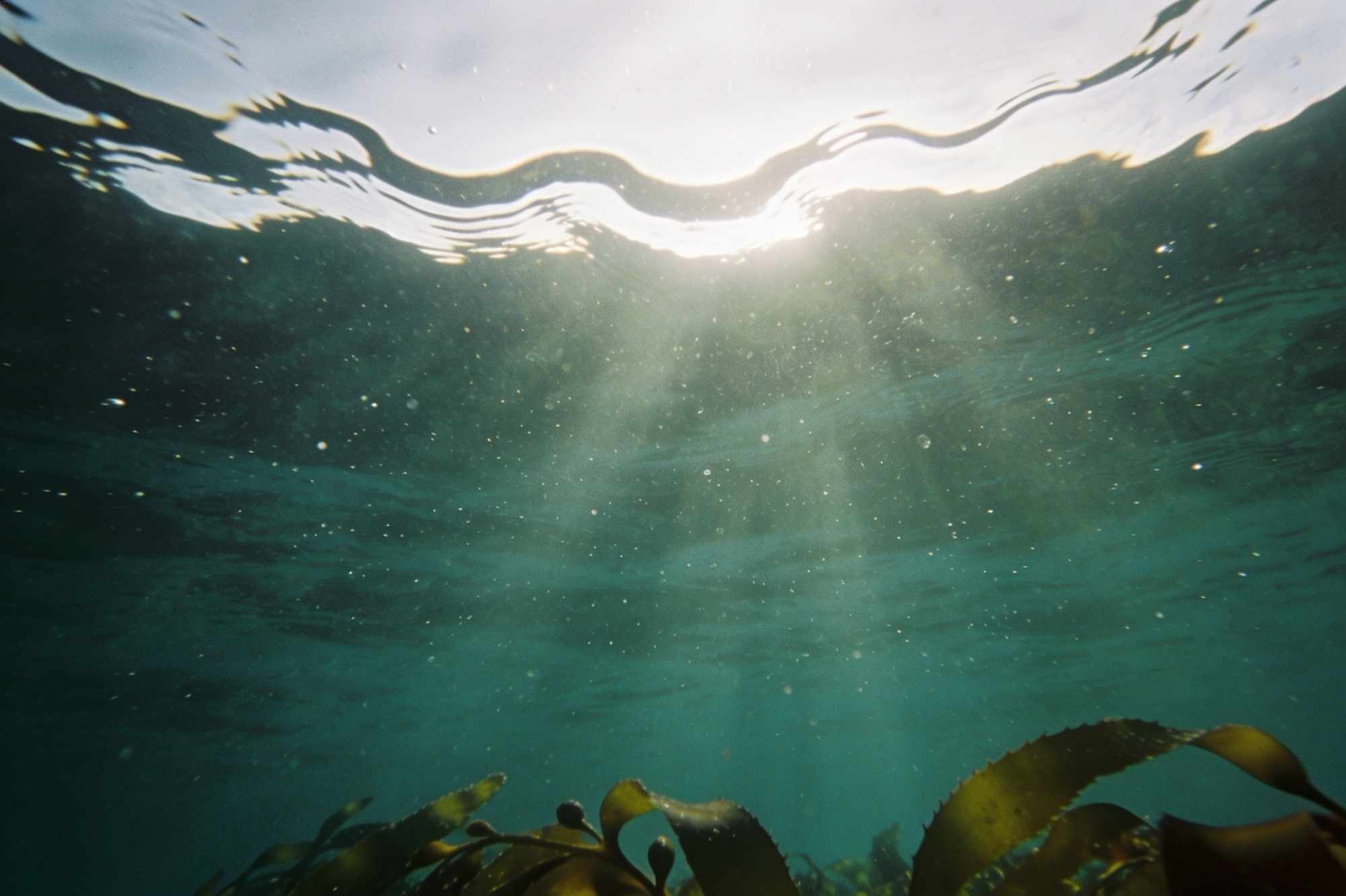 Looking up at the sea's surface from a metre below, sunlight breaking through the ripples into green water, kelp at the bottom